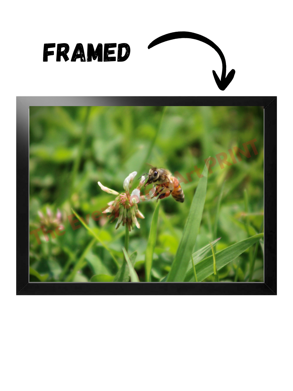Honey Bee