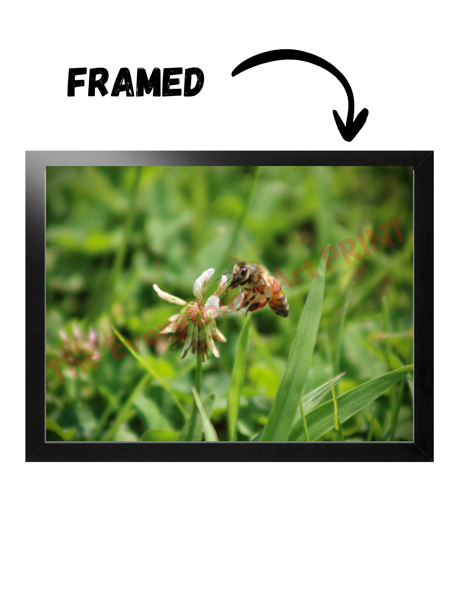 Honey Bee