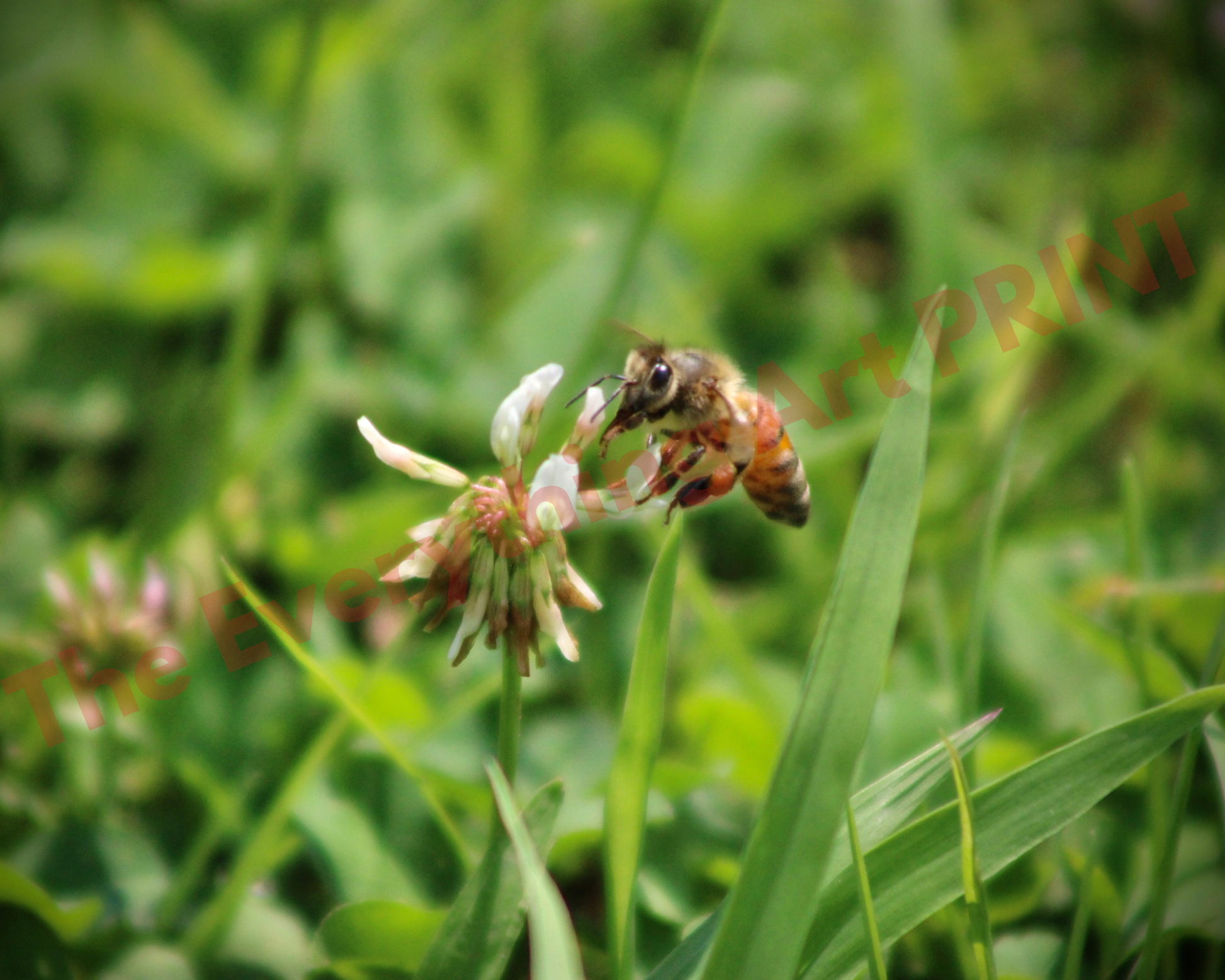 Honey Bee