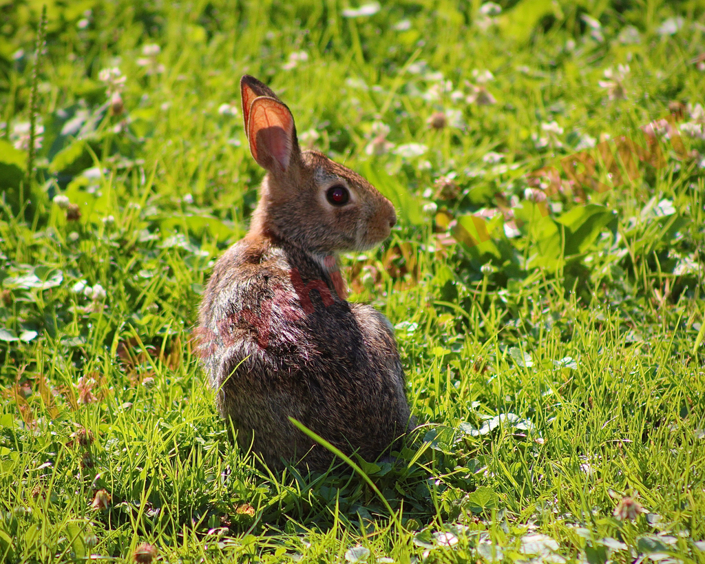 Rabbit in the Field
