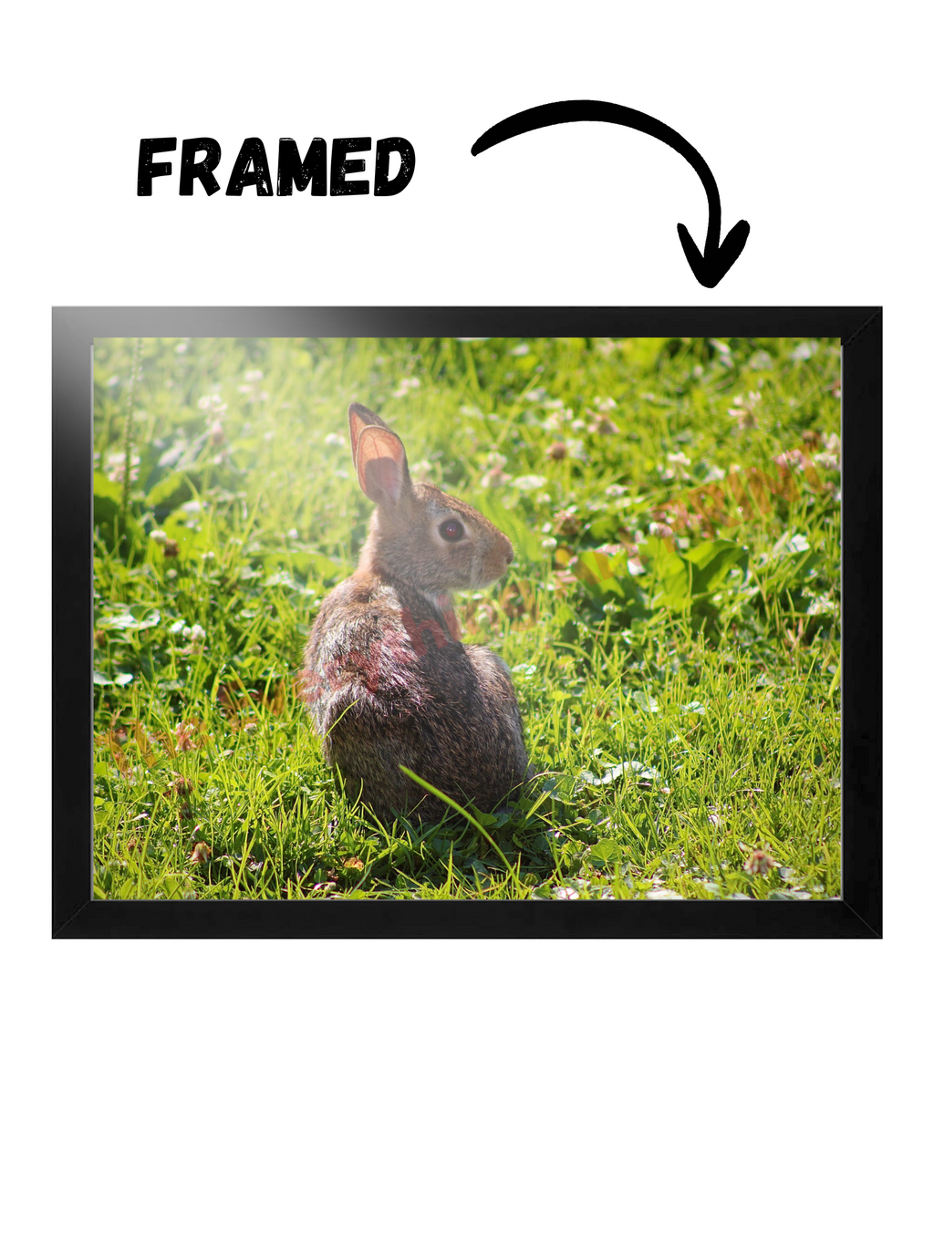 Rabbit in the Field