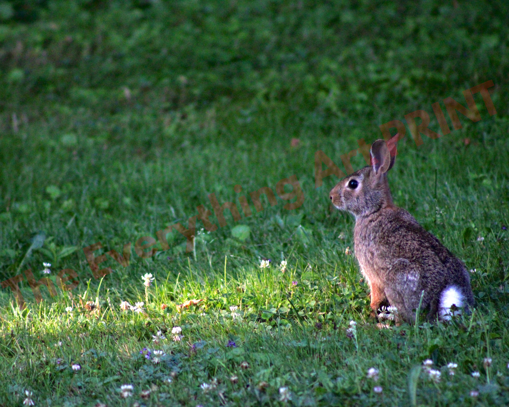 Cottontail in the Wild