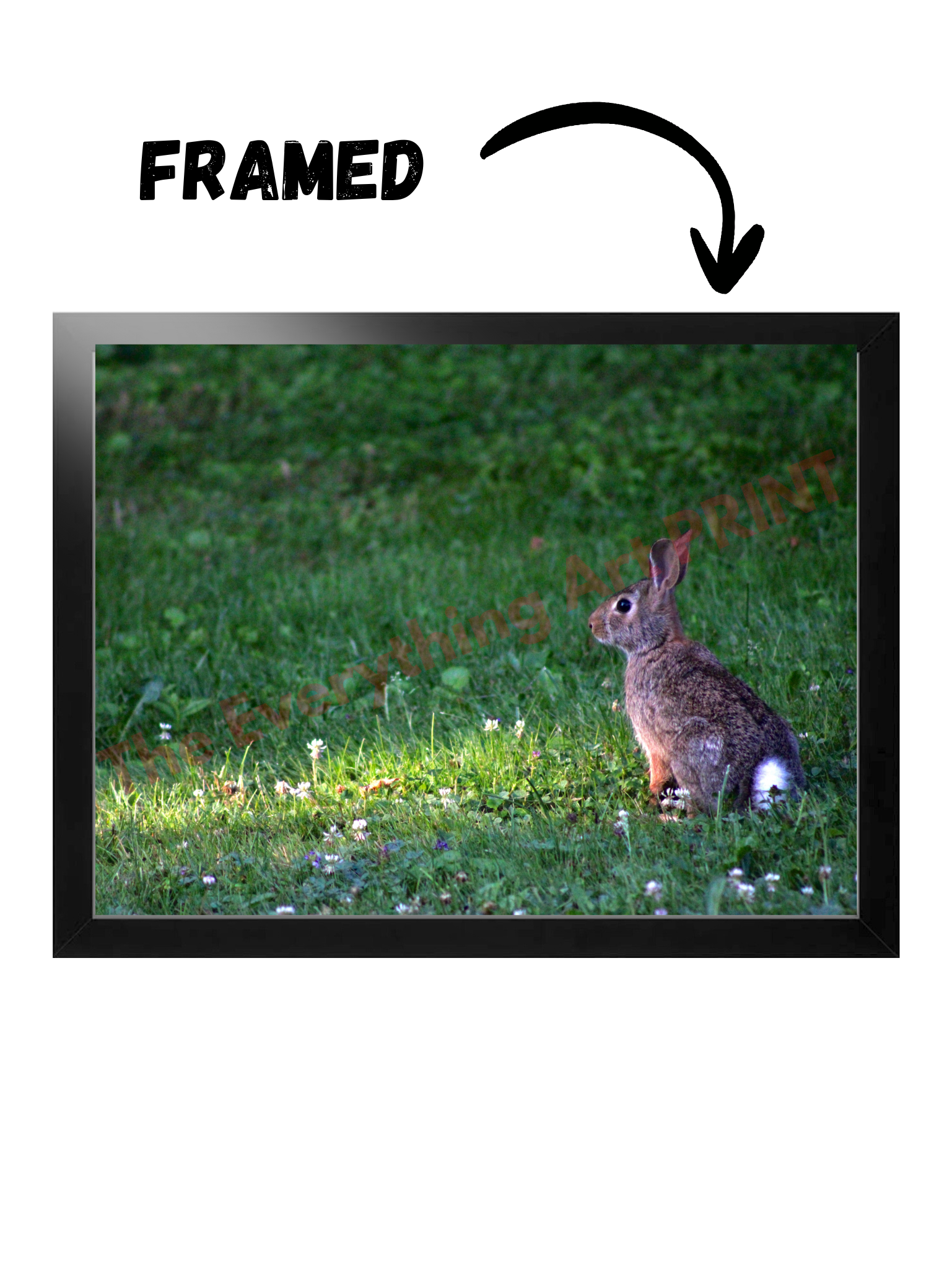 Cottontail in the Wild