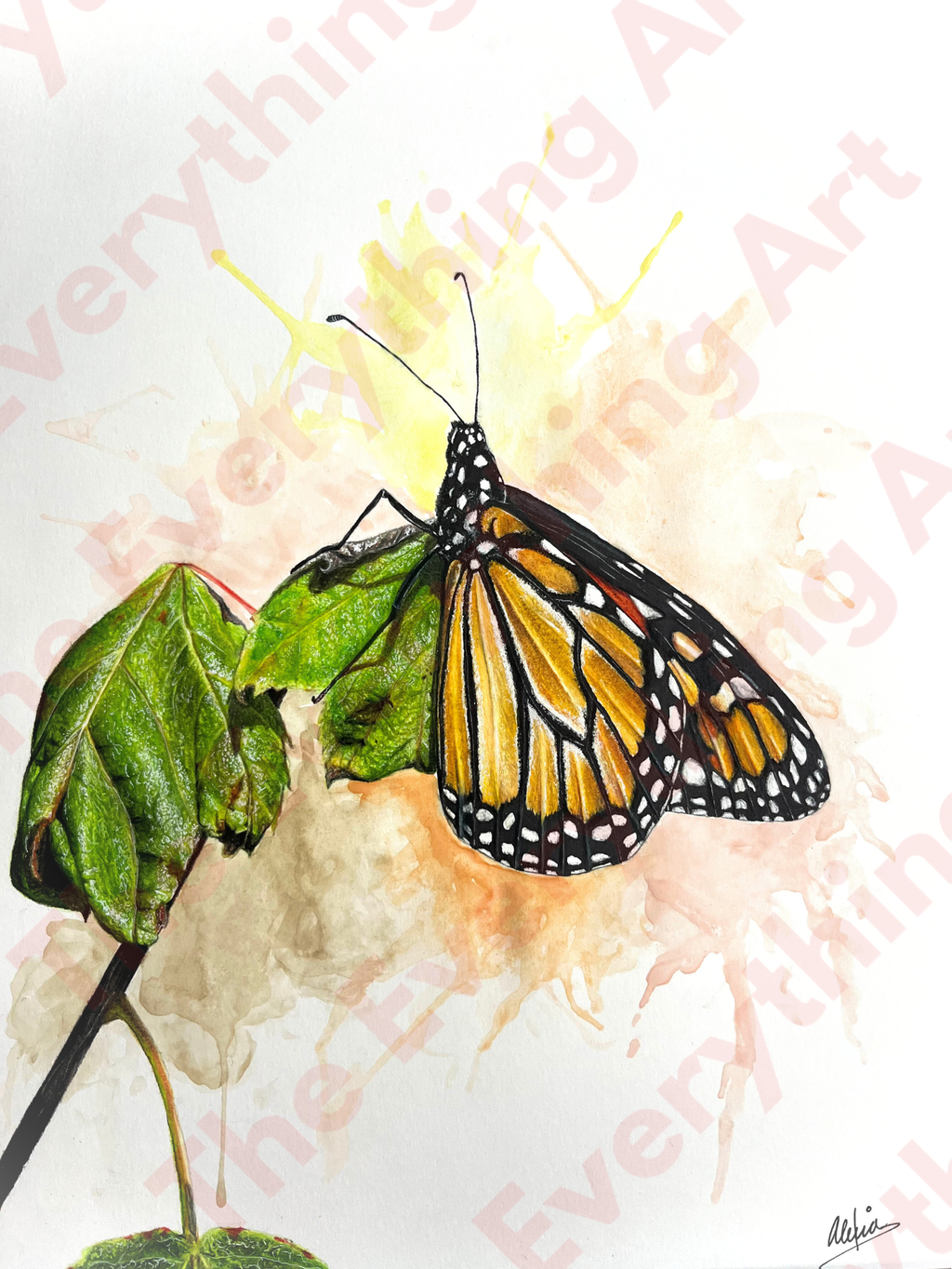 Butterfly
