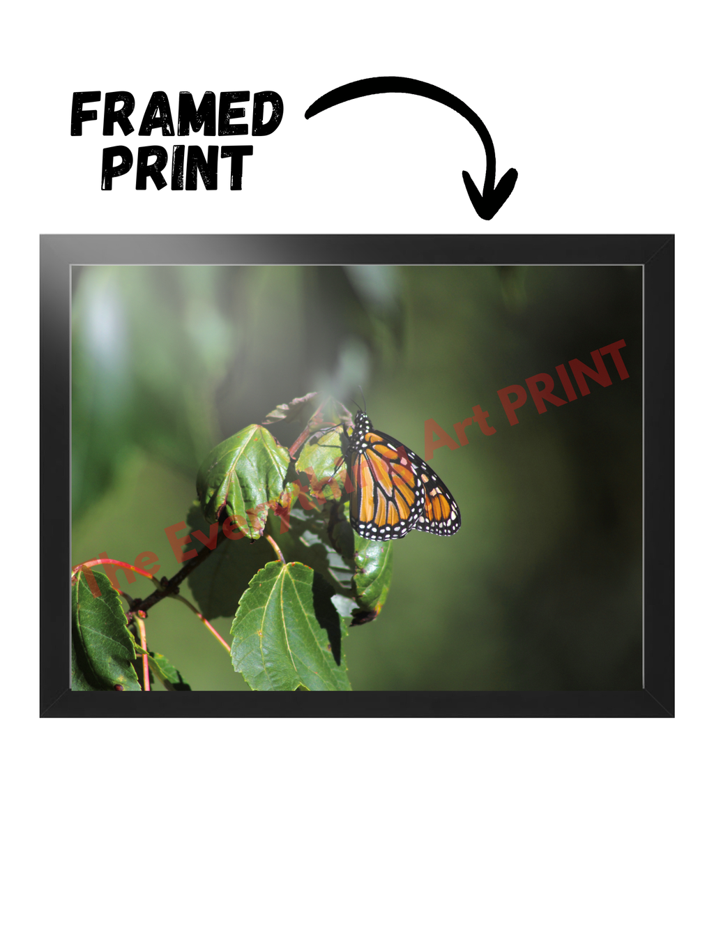 Monarch Butterfly
