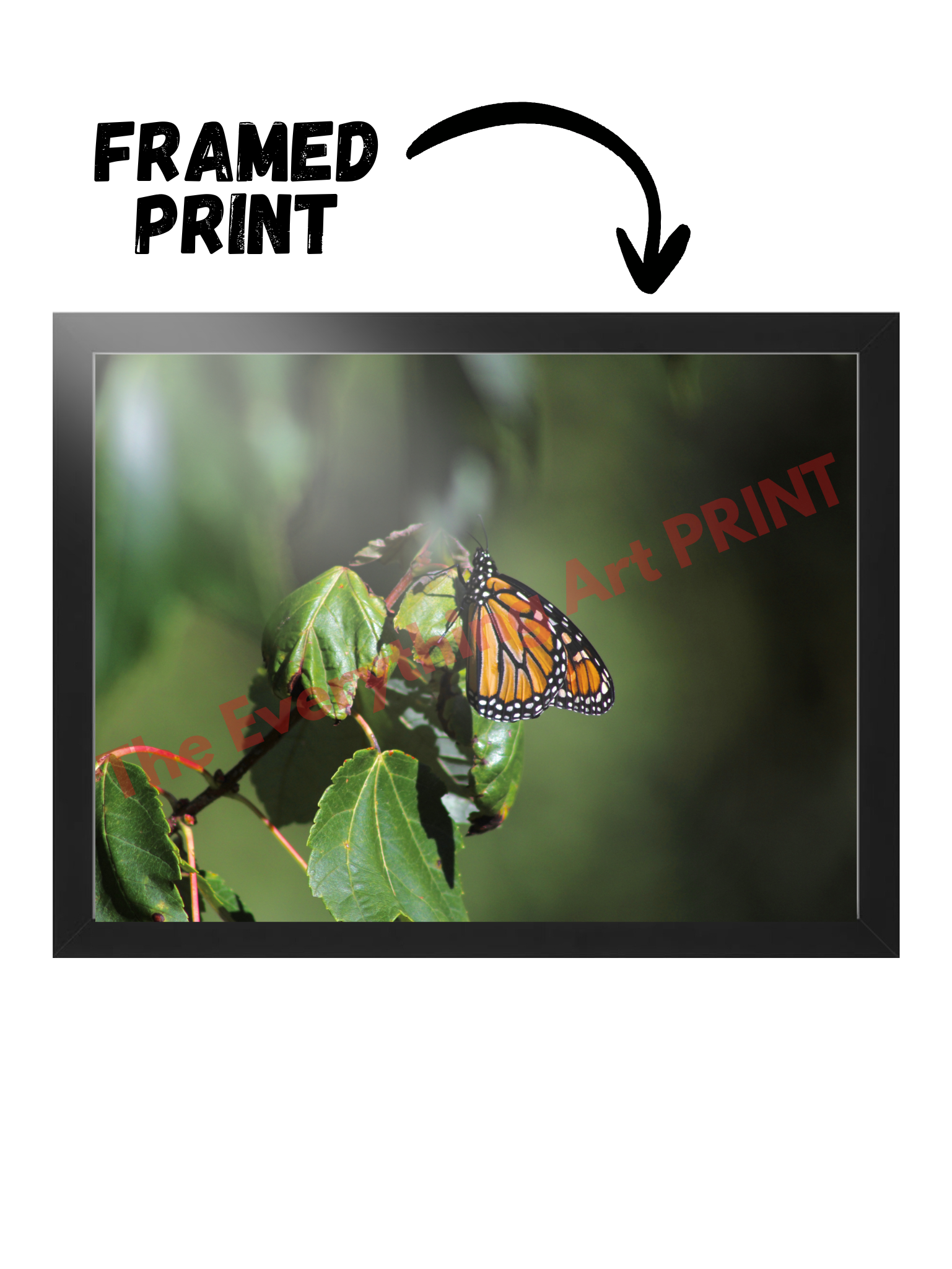 Monarch Butterfly