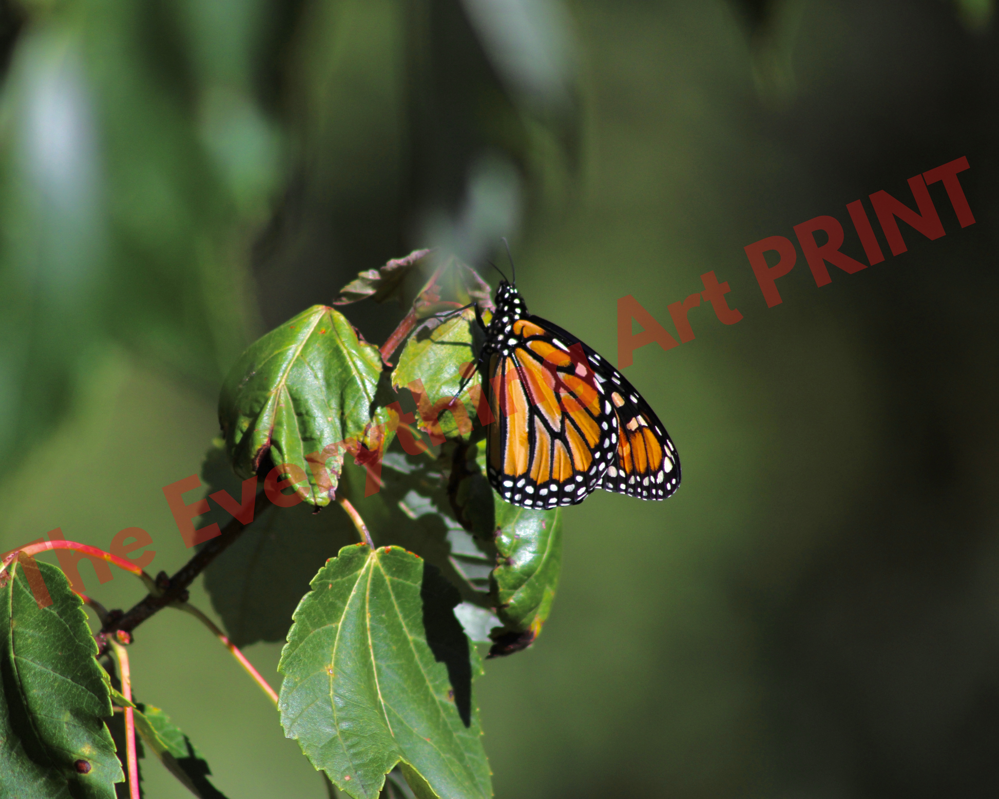 Monarch Butterfly