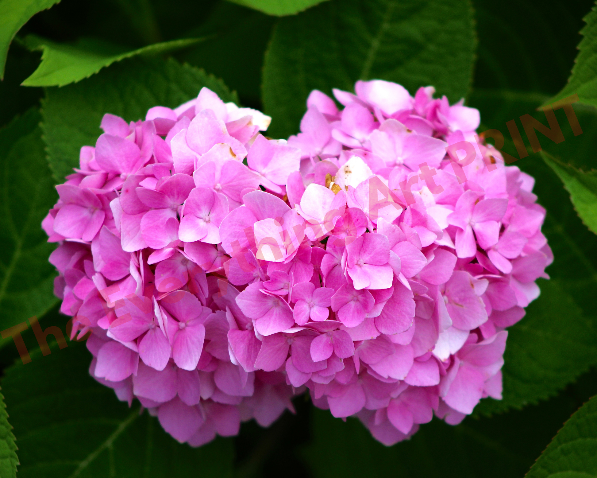 Pink Floral