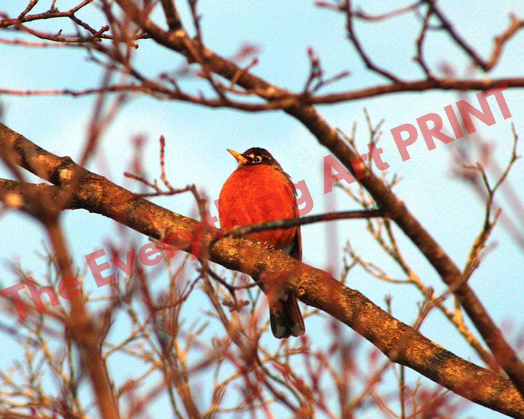 Bird in the Morning