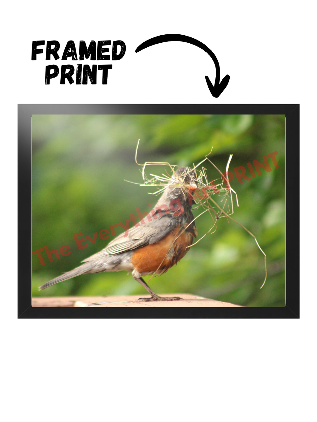 American Robin at Work