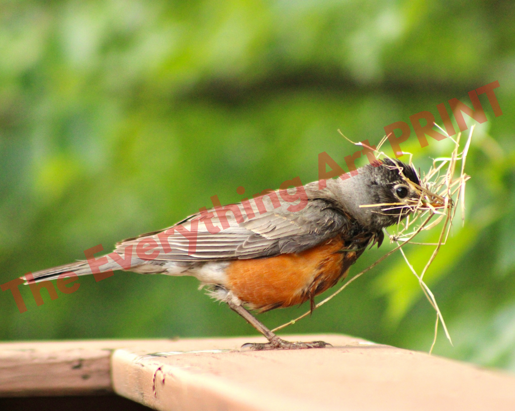 American Robin