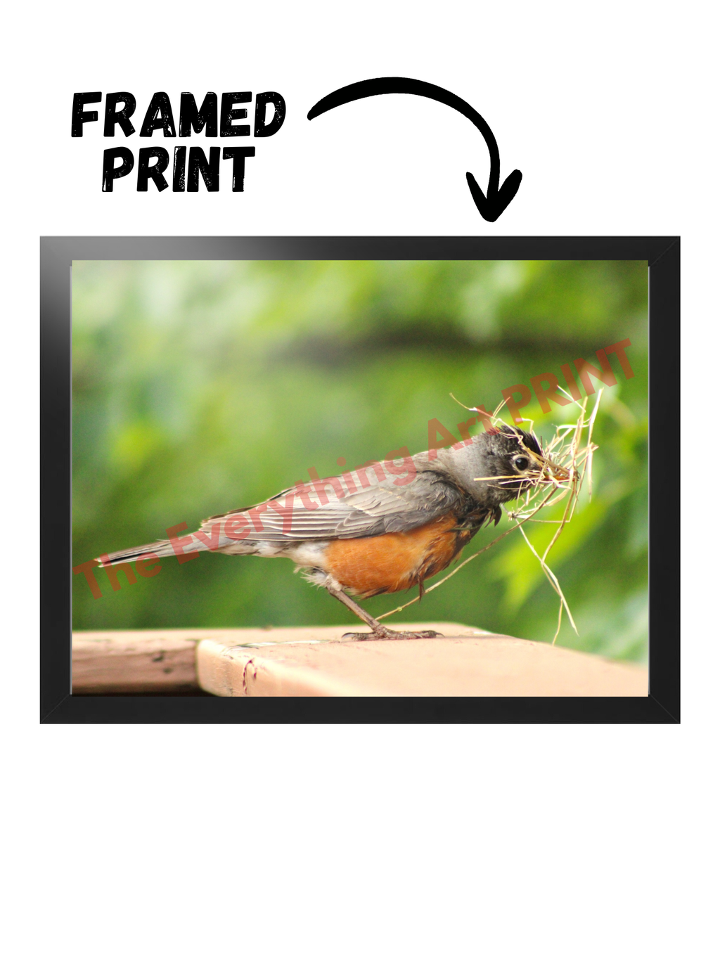 American Robin