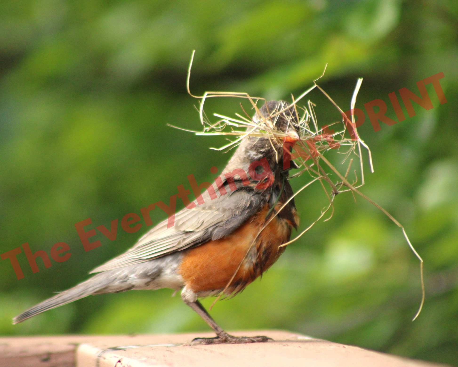 American Robin at Work