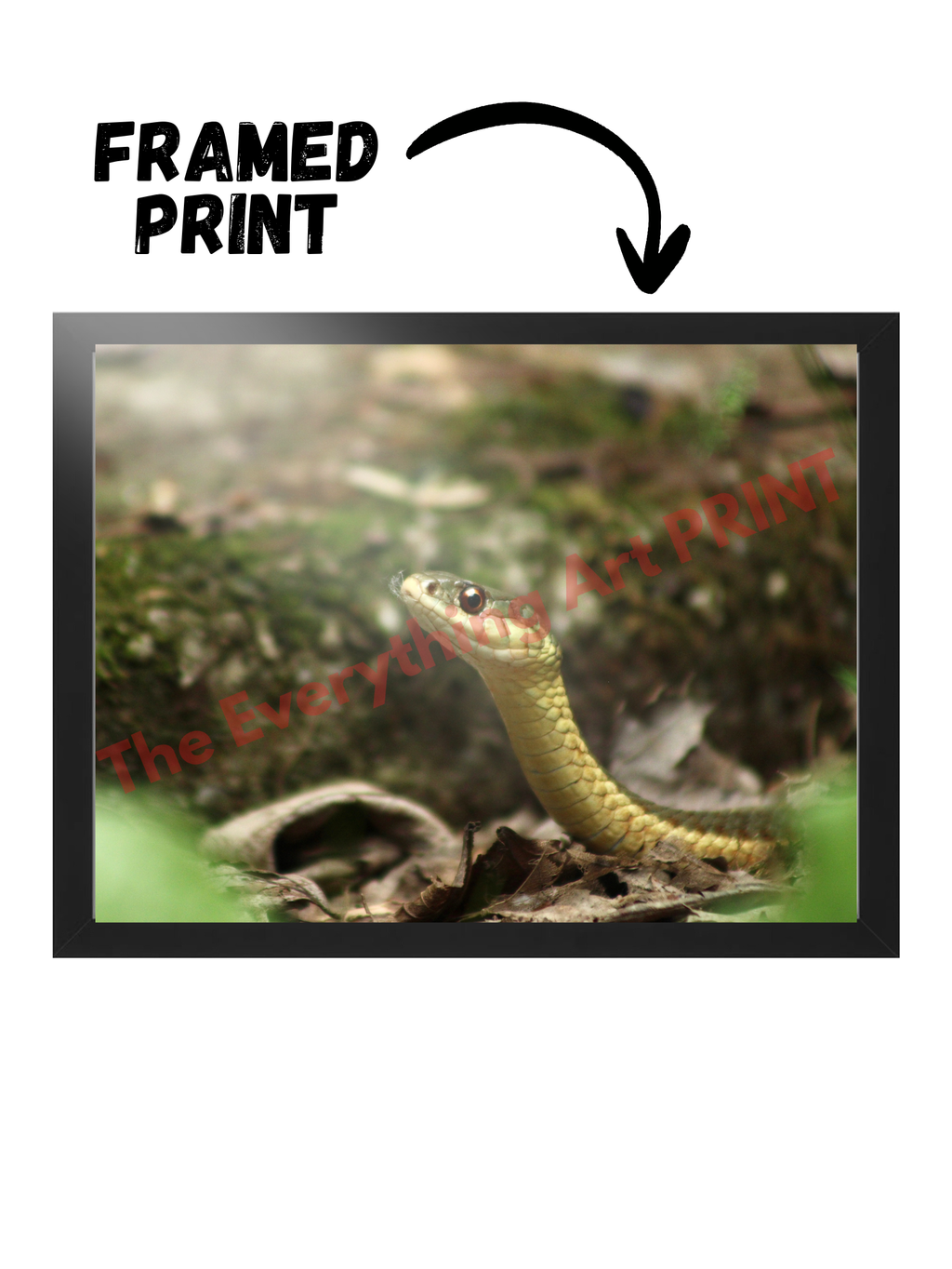 Garter Snake