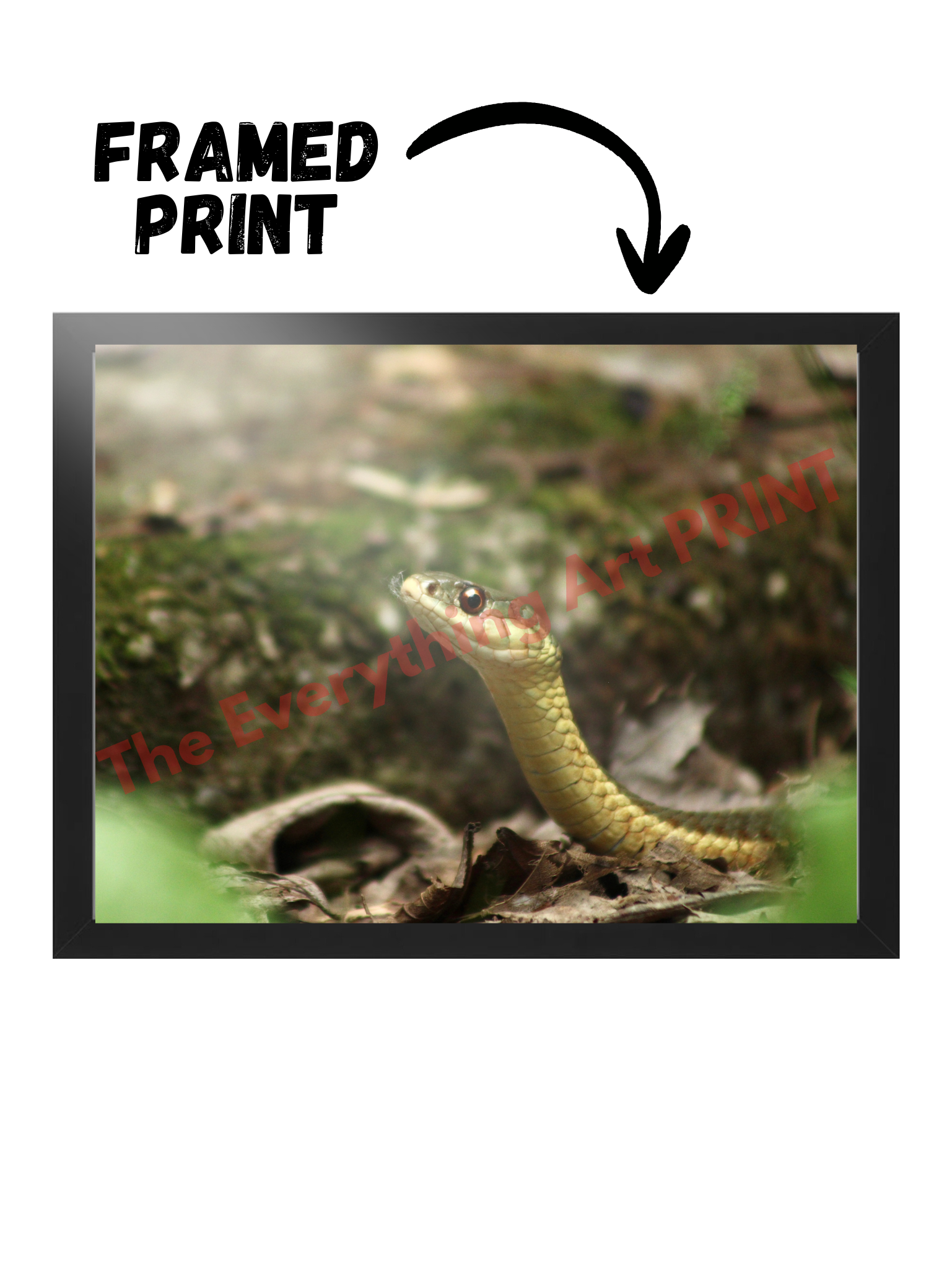 Garter Snake