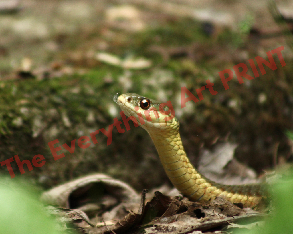 Garter Snake