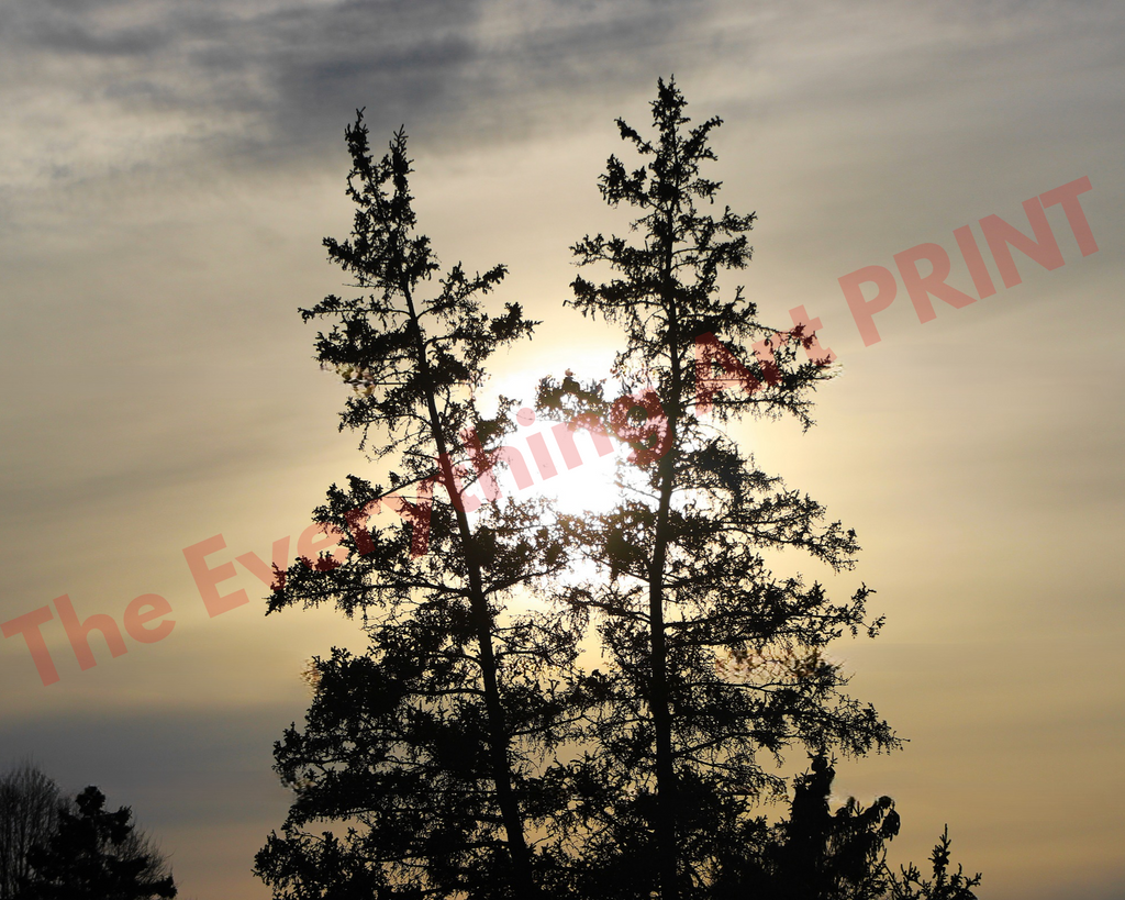 Twin Trees